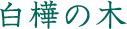 白樺の木